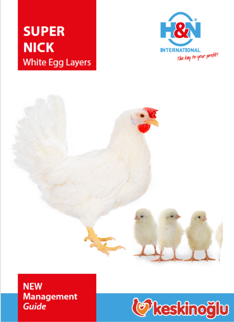 Super Nick White Egg Layers