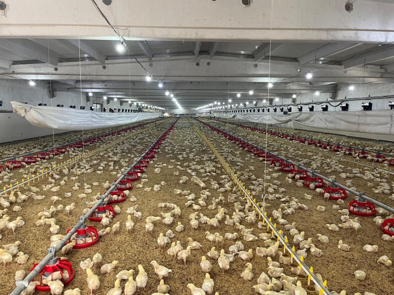 broiler1
