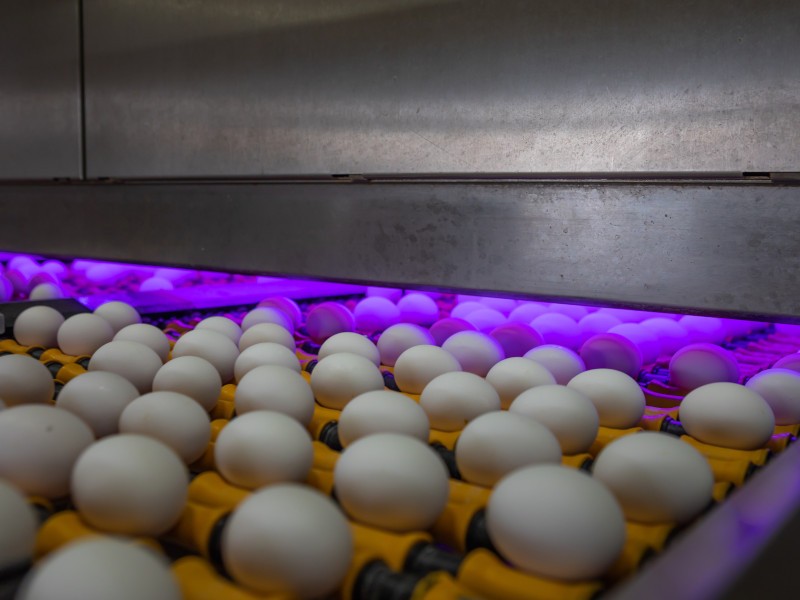 Egg3